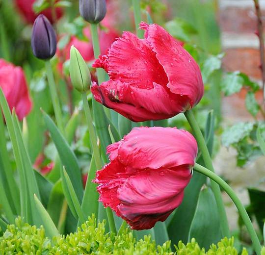 Tulipa 'Erna Lindgreen', Tulip 'Erna Lindgreen', Parrot Tulip 'Erna Lindgreen', Parrot Tulips, Spring Bulbs, Spring Flowers, Tulipe Erna Lindgreen,Parrot tulip, Red Tulip, Tulip Perroquet
